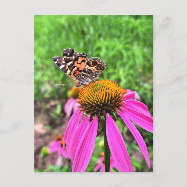 Cartão Postal Senhora Americana (Frente)