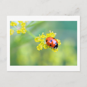 Cartão Postal senhora no topo