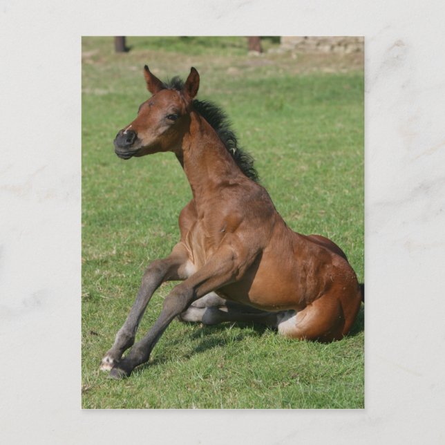Cartão Postal Sentado árabe (Frente)