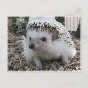 Cartão Postal Sentado Bem