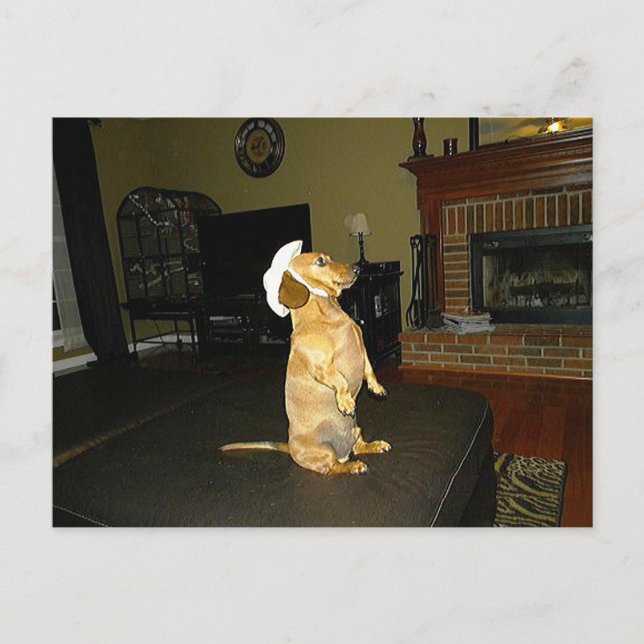 Cartão Postal Sentado Bonito ou assistindo TV Dachshund (Frente)