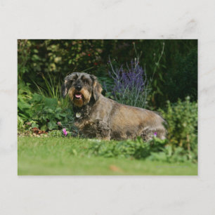 Cartão Postal Sentado Dachshund Padrão Com Cabelo Fio