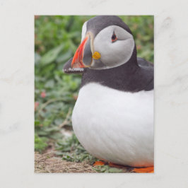 Cartão Postal Sentando Puffin na Ilha Skomer