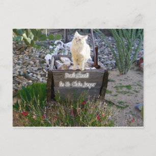 Cartão Postal Sentimos Sua Falta, Wyatt