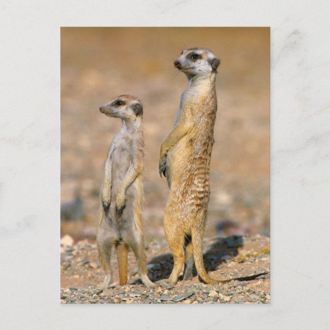 Cartão Postal Sentinelas de Meerkat (Suricata Suricatta), Karas (Frente)