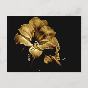 CARTÃO POSTAL SEPIA AMARYLLIS COM ANTECEDENTES PRETOS