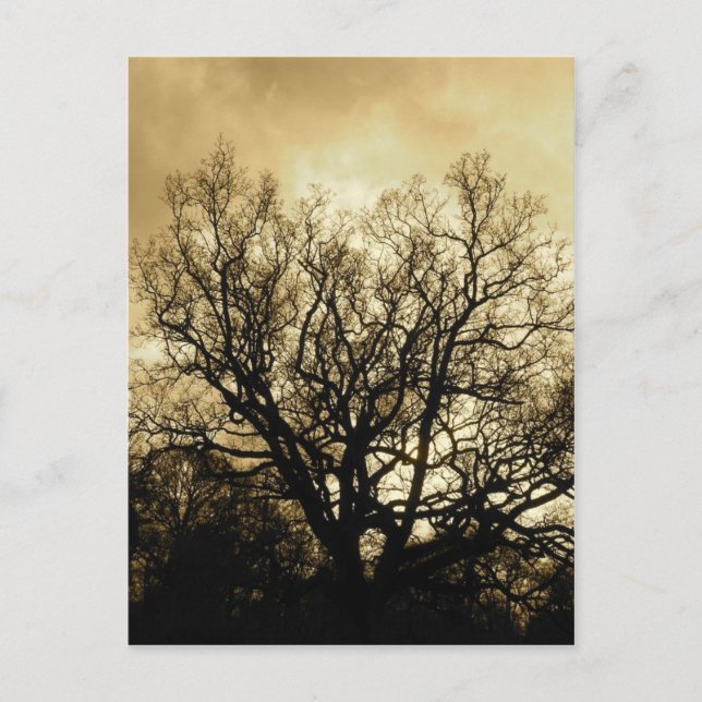 Cartão Postal sépia-árvore e céu (Frente)