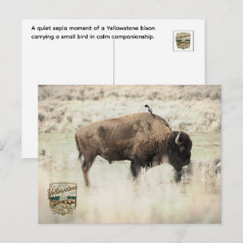 Cartão Postal Sépia Bisonte de Yellowstone com Pássaro