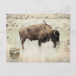 Cartão Postal Sépia Bisonte de Yellowstone com Pássaro
