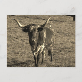 Cartão Postal Sepia Tone Brown e White Longhorn Bull