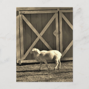 Cartão Postal Sepia Tone Goat e Barn Doors