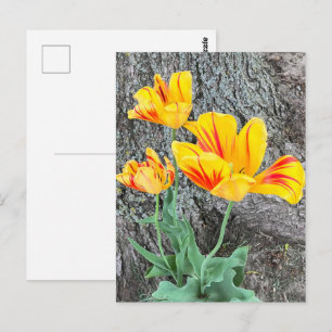 Cartão Postal Sequência de três tulipas amarelas /