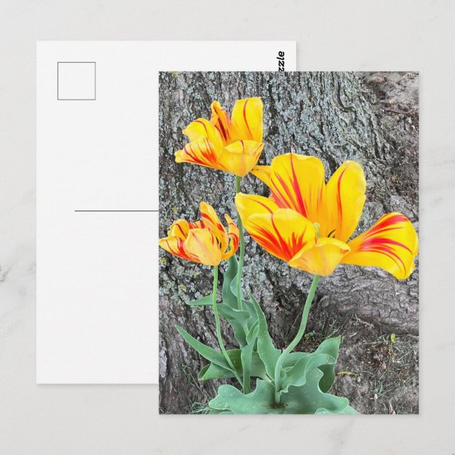 Cartão Postal Sequência de três tulipas amarelas / (Frente/Verso)