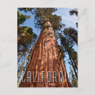 Cartão Postal Sequoia Gigante Ascende
