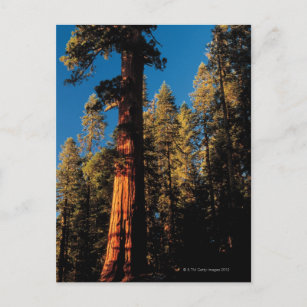 Cartão Postal Sequoia National Park, Califórnia 2