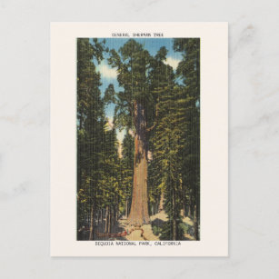 Cartão Postal Sequoia National Park General Sherman Tree