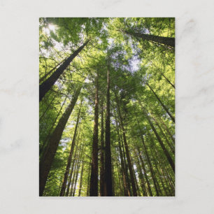 Cartão Postal Sequoia, Rotorua, Nova Zelândia