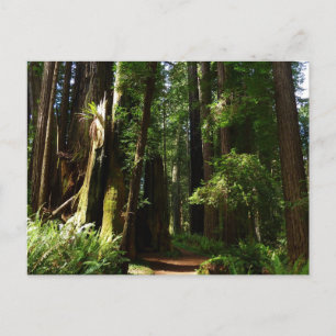 Cartão Postal Sequóias e Samambaias no Parque Nacional Redwood