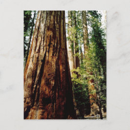 Cartão Postal Sequoias em Yosemite