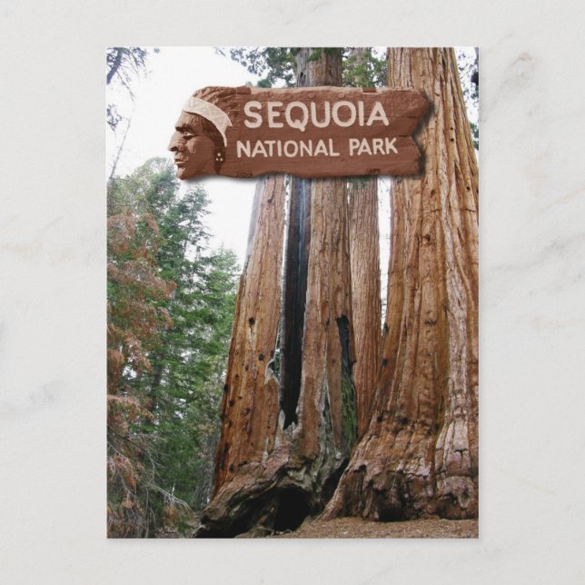 Cartão Postal Sequoias gigantes, Parque Nacional Sequoia, AC (Frente)
