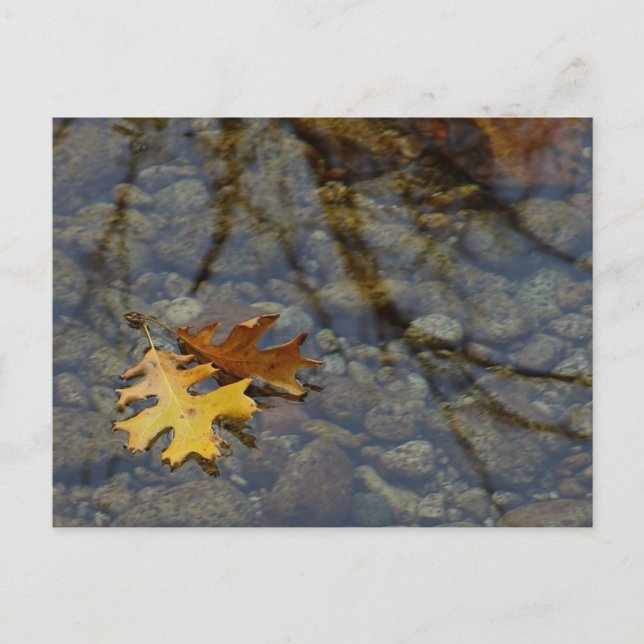 Cartão Postal Sequúia (Frente)