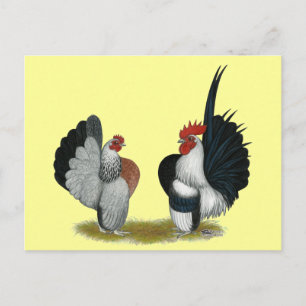 Cartão Postal Serama Bantams