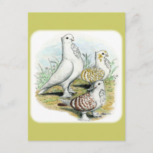 Cartão Postal Seraphim