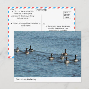 Cartão Postal Serene Lake Gathering - Canada Geese Postcard