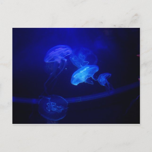 Cartão Postal Serenidade (Frente)