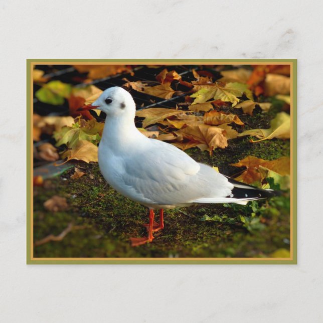 Cartão Postal Serenidade (Frente)