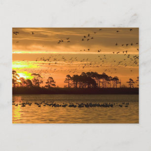 Cartão Postal Serenidade do Crepúsculo ouro - Chincoteague