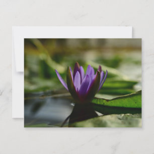 Cartão Postal Serenidade do Lotus Crepúsculo