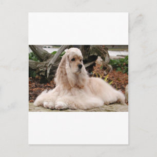 Cartão Postal Série American Cocker Spaniel