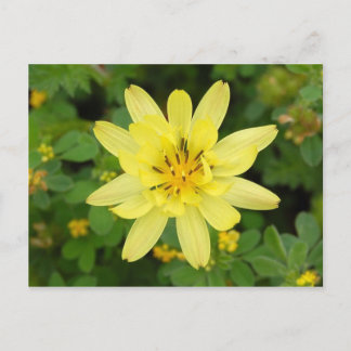 Cartão Postal Série Flor 2007