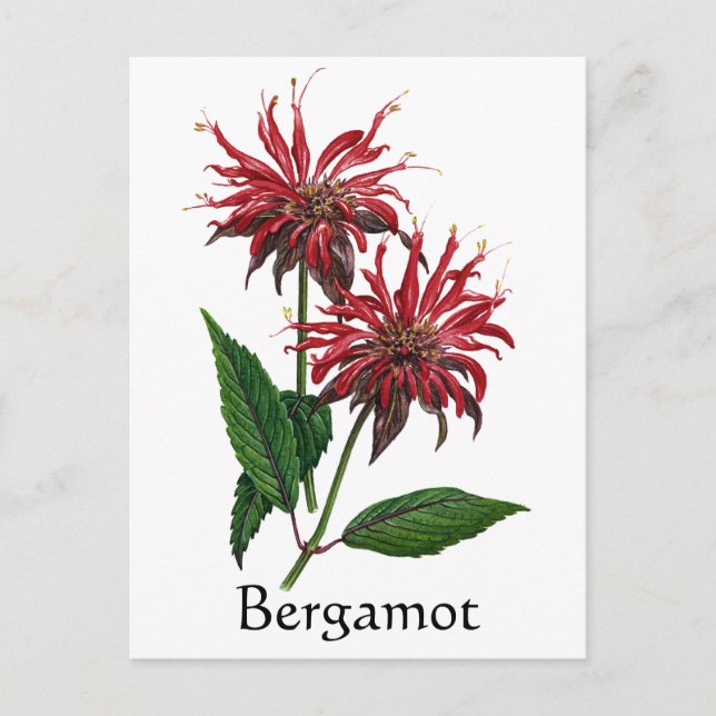 Cartão Postal Série Herb Garden - Bergamot (Frente)
