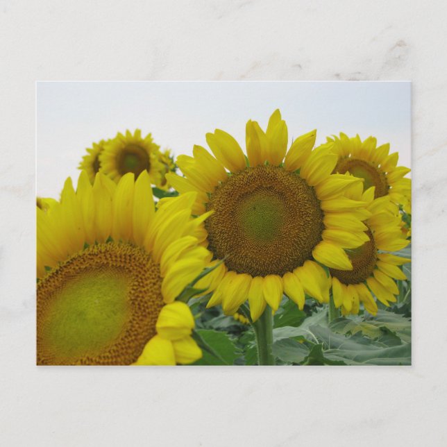 Cartão Postal Série Summer Sunflower (Frente)