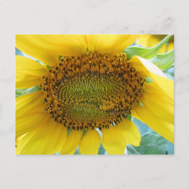 Cartão Postal Série Sunflower Summer (Frente)