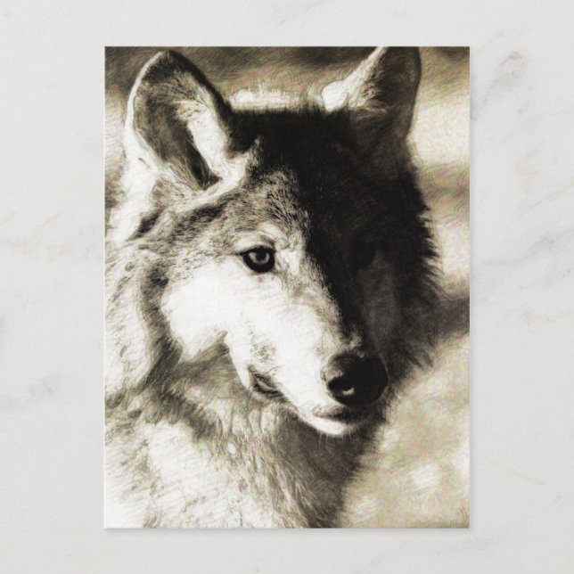 Cartão Postal Série Wild 19 (Frente)