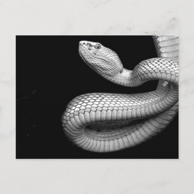 Cartão Postal Serpente (Frente)