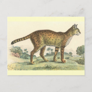 Cartão Postal Serval