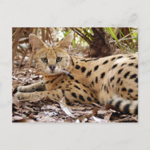 Cartão Postal serval 025