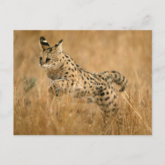 Cartão Postal Serval (Leptailurus Serval) Saltando (Frente)