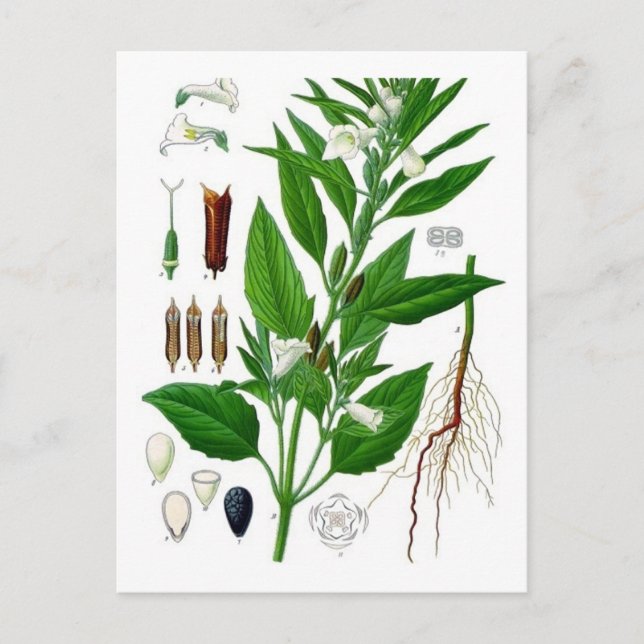 Cartão Postal Sésamo (Frente)