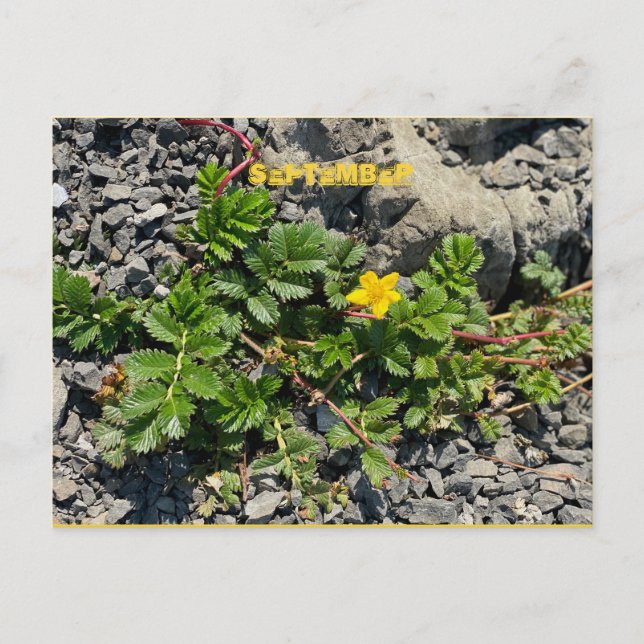 CARTÃO POSTAL SETEMBRO (Frente)