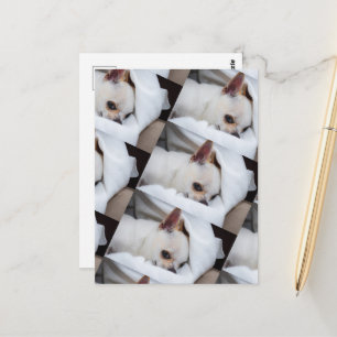 Cartão Postal Seu cachorro de estimação, foto personalizada, pad