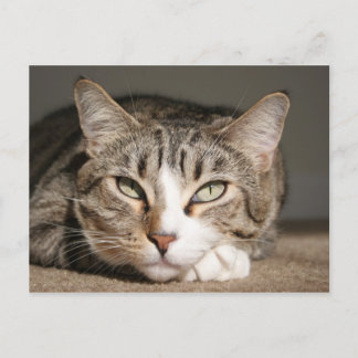 Cartão Postal Seu nome é Ásia