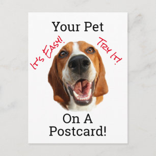 Cartão Postal Seu Pet Em Um Cartão-Postal