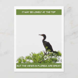 Cartão Postal Seu Solitário no Top Florida Posta Card