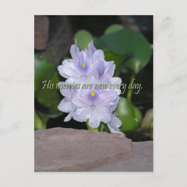 Cartão Postal Seus Compaixões (Frente)