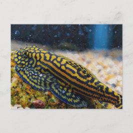 Cartão Postal Sewellia lineolata loach de corredeira